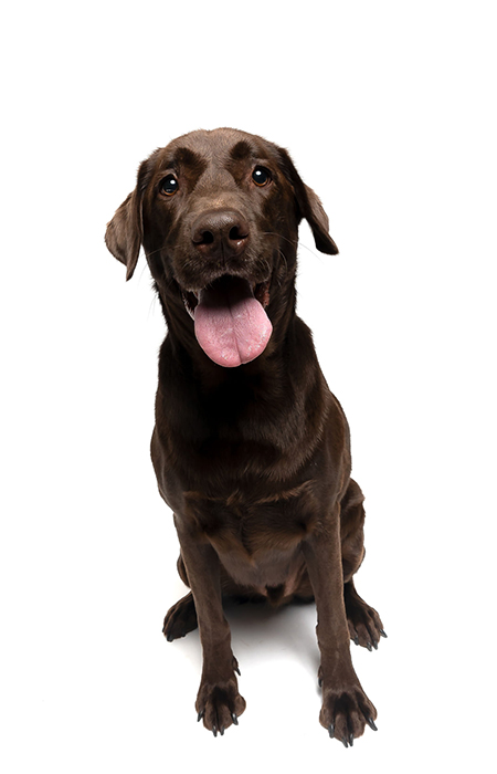 Brown dog posing for a photo.